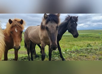 Icelandic Horse, Gelding, 4 years, 13 hh, Grullo