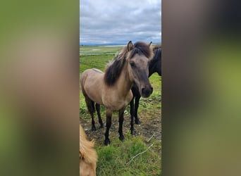 Icelandic Horse, Gelding, 4 years, 13 hh, Grullo