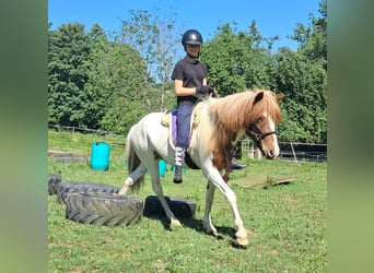 Icelandic Horse, Gelding, 4 years, 13,1 hh, Pinto