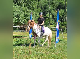 Icelandic Horse, Gelding, 4 years, 13,1 hh, Pinto