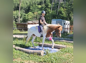 Icelandic Horse, Gelding, 4 years, 13,1 hh, Pinto