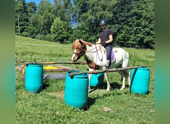 Icelandic Horse, Gelding, 4 years, 13,1 hh, Pinto