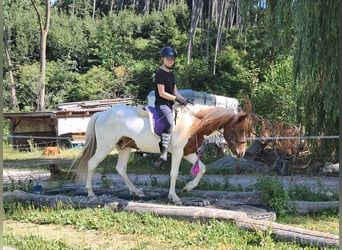 Icelandic Horse, Gelding, 4 years, 13,1 hh, Pinto