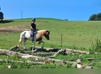 Icelandic Horse, Gelding, 4 years, 13,1 hh, Pinto
