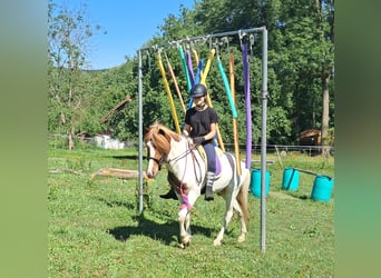 Icelandic Horse, Gelding, 4 years, 13,1 hh, Pinto