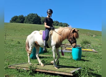 Icelandic Horse, Gelding, 4 years, 13,1 hh, Pinto