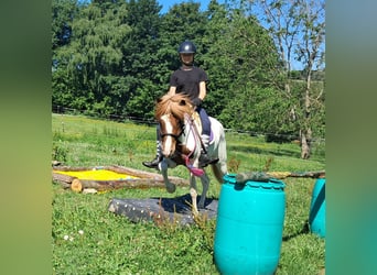 Icelandic Horse, Gelding, 4 years, 13,1 hh, Pinto