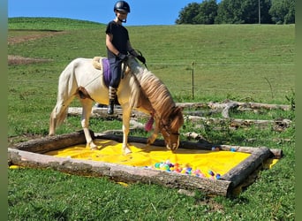 Icelandic Horse, Gelding, 4 years, 13,1 hh, Pinto