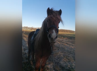 Icelandic Horse, Gelding, 4 years, 13,2 hh, Chestnut-Red
