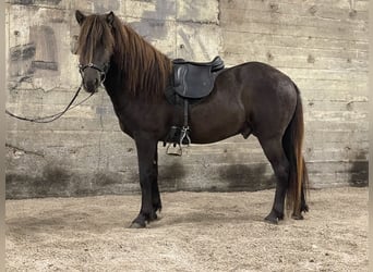 Icelandic Horse, Gelding, 4 years, 14 hh, Smoky-Black