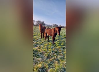 Icelandic Horse, Gelding, 4 years, Black