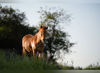 Icelandic Horse, Gelding, 4 years, Chestnut-Red
