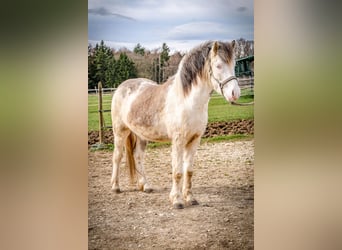 Icelandic Horse, Gelding, 4 years, Grey