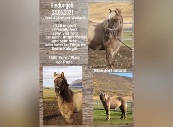 Icelandic Horse, Gelding, 4 years