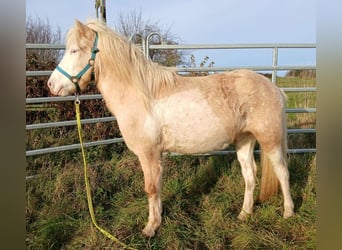 Icelandic Horse, Gelding, 4 years, Palomino