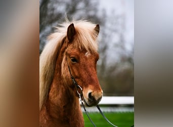 Icelandic Horse, Gelding, 5 years, 13.1 hh, Dun