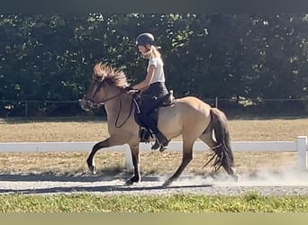 Icelandic Horse, Gelding, 5 years, 13.1 hh, Dun