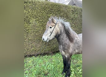Icelandic Horse, Gelding, 5 years, 13.1 hh, Grey-Dapple Icelandic Horse, Gelding, 5 years, 13.1 hh, Grey-Dapple