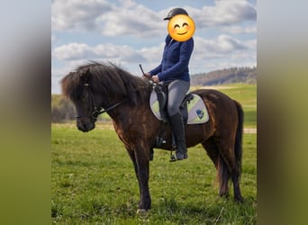 Icelandic Horse, Gelding, 5 years, 13.1 hh, Smoky-Black