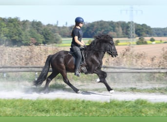 Icelandic Horse, Gelding, 5 years, 13.2 hh, Black