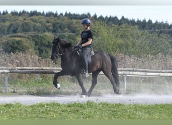 Icelandic Horse, Gelding, 5 years, 13.2 hh, Black