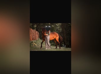 Icelandic Horse, Gelding, 5 years, 13,2 hh, Brown