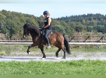 Icelandic Horse, Gelding, 5 years, 13.2 hh, Brown