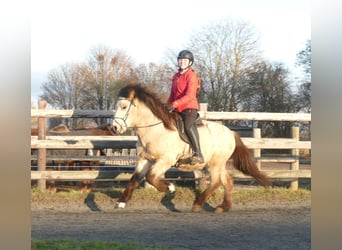Icelandic Horse, Gelding, 5 years, 13.2 hh, Buckskin
