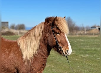 Icelandic Horse, Gelding, 5 years, 13.2 hh, Chestnut-Red