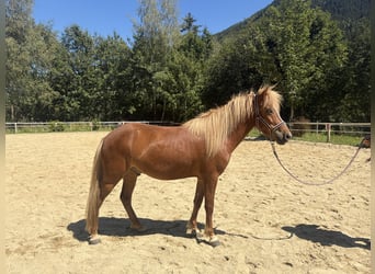 Icelandic Horse, Gelding, 5 years, 13.2 hh, Chestnut-Red