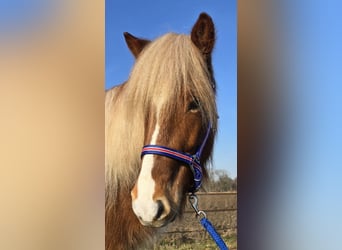 Icelandic Horse, Gelding, 5 years, 13.2 hh, Chestnut-Red