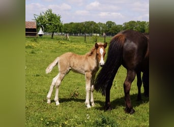 Icelandic Horse, Gelding, 5 years, 13.2 hh, Chestnut-Red