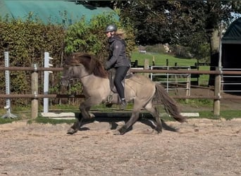 Icelandic Horse, Gelding, 5 years, 13,2 hh, Dun