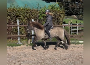 Icelandic Horse, Gelding, 5 years, 13,2 hh, Dun