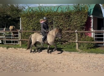 Icelandic Horse, Gelding, 5 years, 13,2 hh, Dun