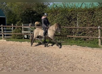 Icelandic Horse, Gelding, 5 years, 13,2 hh, Dun