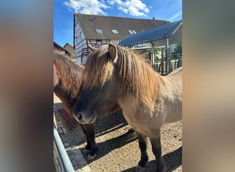 Icelandic Horse, Gelding, 5 years, 13,2 hh, Dun