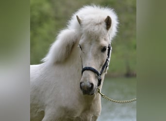 Icelandic Horse, Gelding, 5 years, 13.2 hh, Palomino