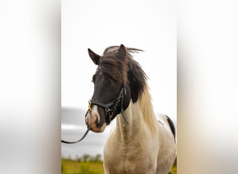 Islandpferd, Wallach, 5 Jahre, 13,2 hh, Schecke