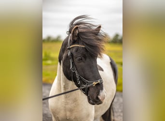 Icelandic Horse, Gelding, 5 years, 13.2 hh, Pinto