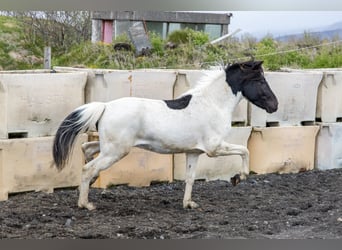 Icelandic Horse, Gelding, 5 years, 13.2 hh, Pinto