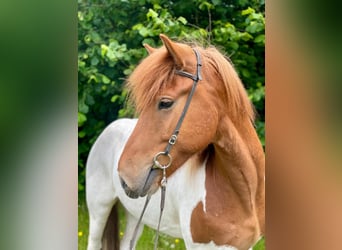 Icelandic Horse, Gelding, 5 years, 13.2 hh, Pinto Icelandic Horse, Gelding, 5 years, 13.2 hh, Pinto