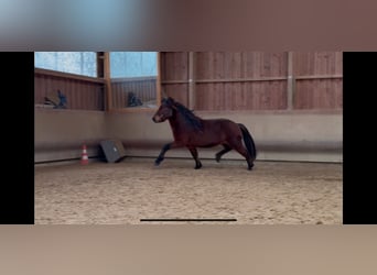 Icelandic Horse, Gelding, 5 years, 13,3 hh, Brown