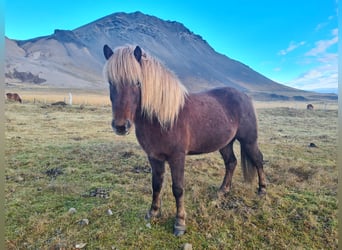 Icelandic Horse, Gelding, 5 years, 13.3 hh, Chestnut-Red