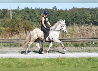 Icelandic Horse, Gelding, 5 years, 13.3 hh, Gray