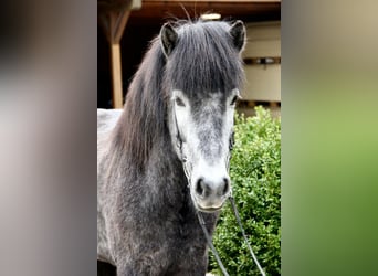 Icelandic Horse, Gelding, 5 years, 13.3 hh, Grey-Dark-Tan