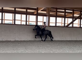 Icelandic Horse, Gelding, 5 years, 13.3 hh, Grey-Dark-Tan