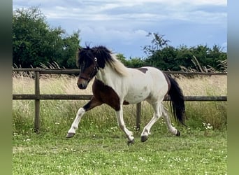 Islandpferd, Wallach, 5 Jahre, 13,3 hh, Schecke