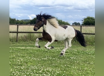 Islandpferd, Wallach, 5 Jahre, 13,3 hh, Schecke