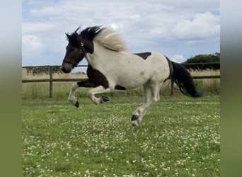 Islandpferd, Wallach, 5 Jahre, 13,3 hh, Schecke